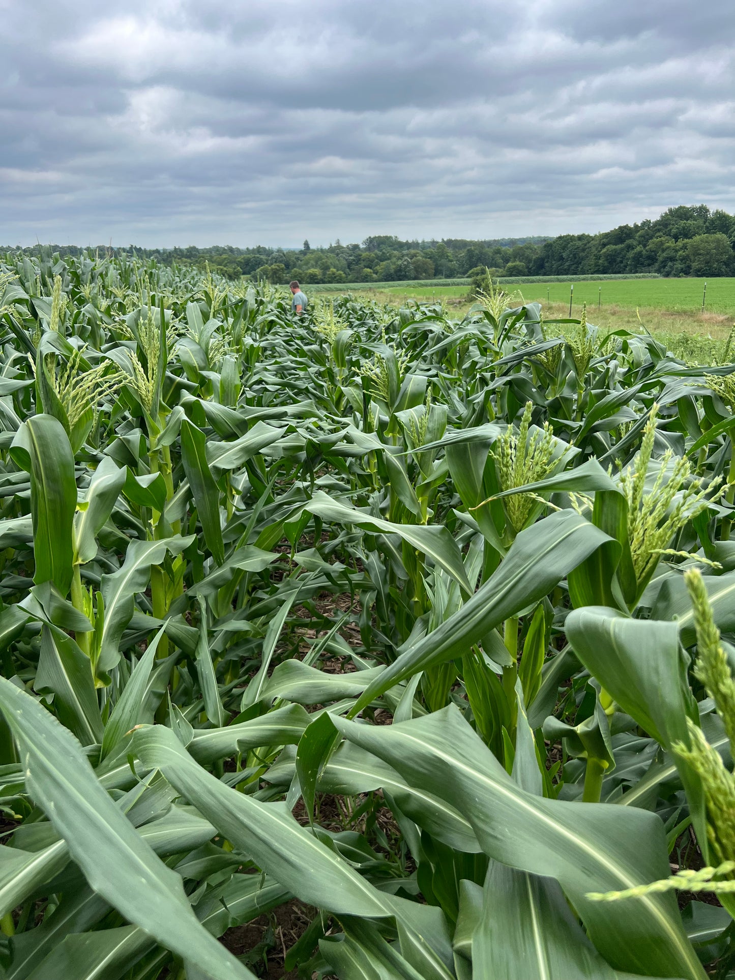 Klatt Farms Sweet Corn