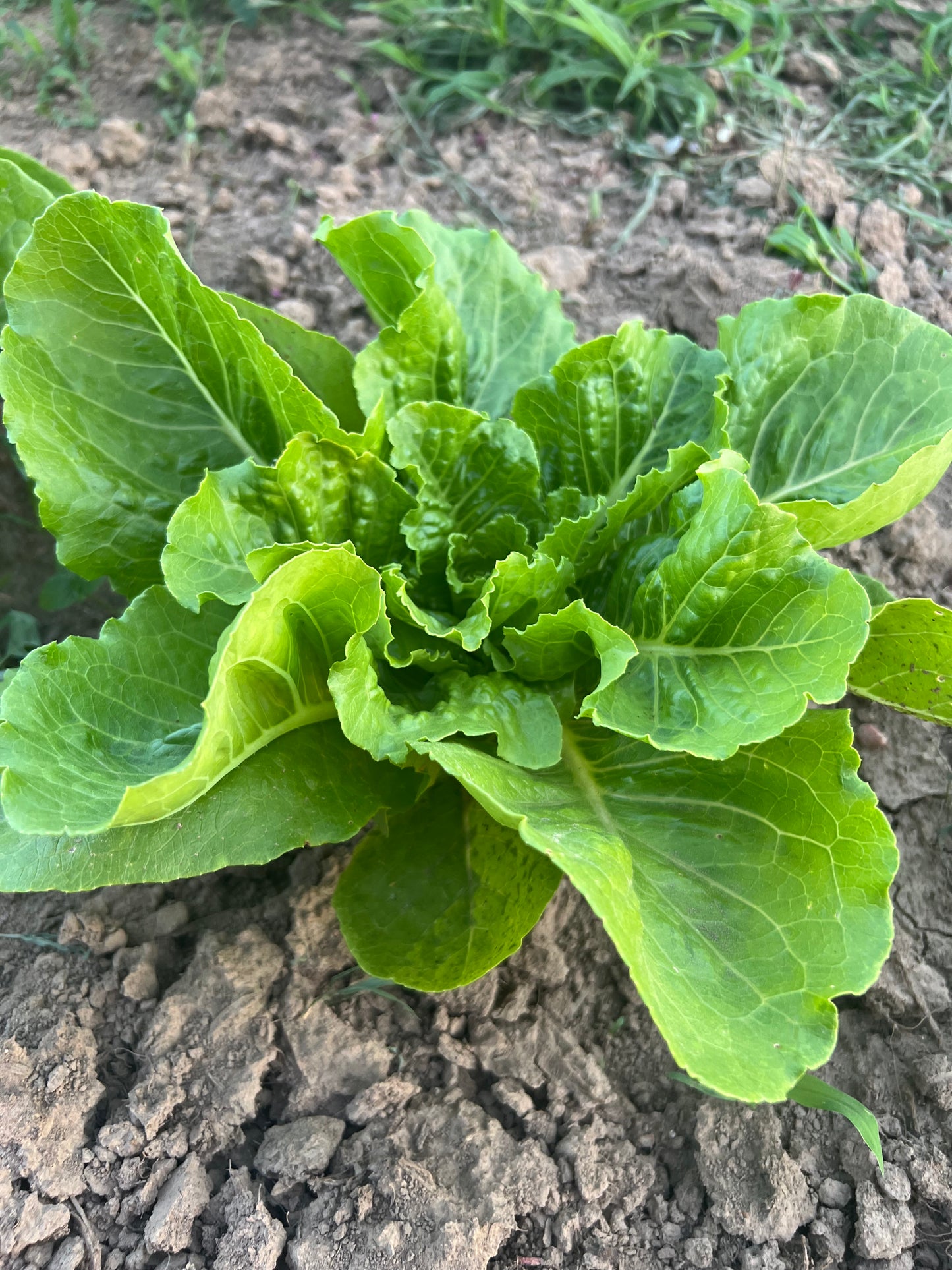 Lettuce - Super Jericho Romaine