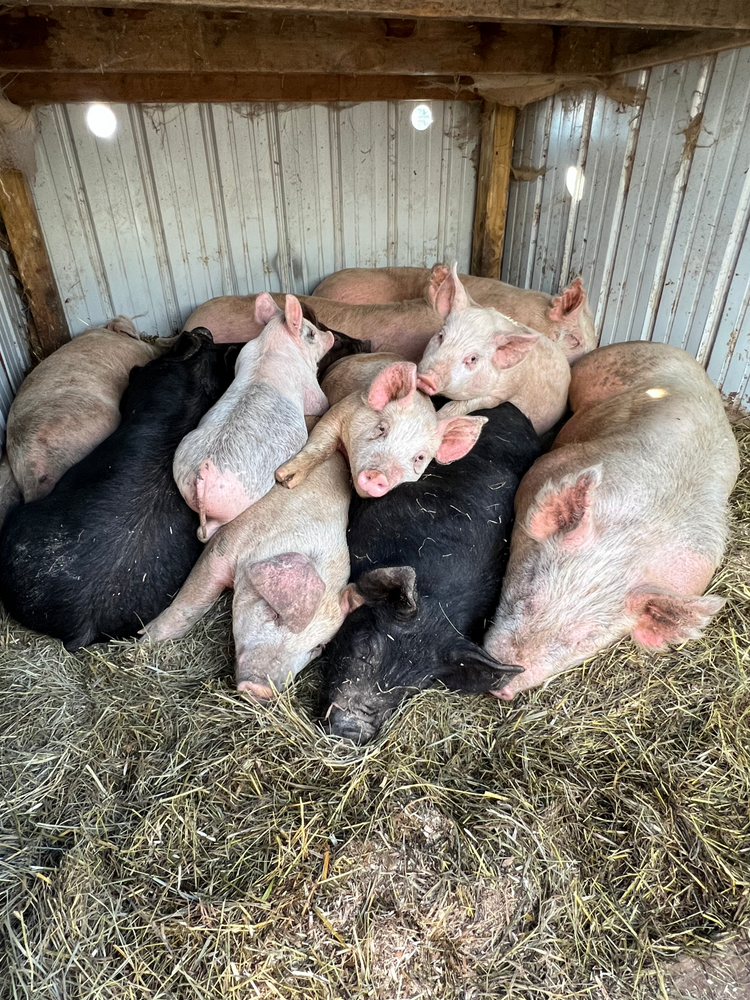 Individual Pork Cuts