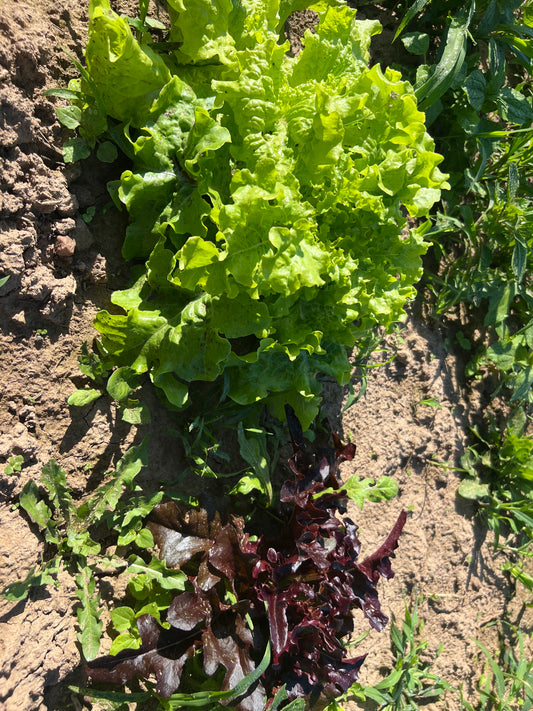 Lettuce - Sweet Repeat Mix