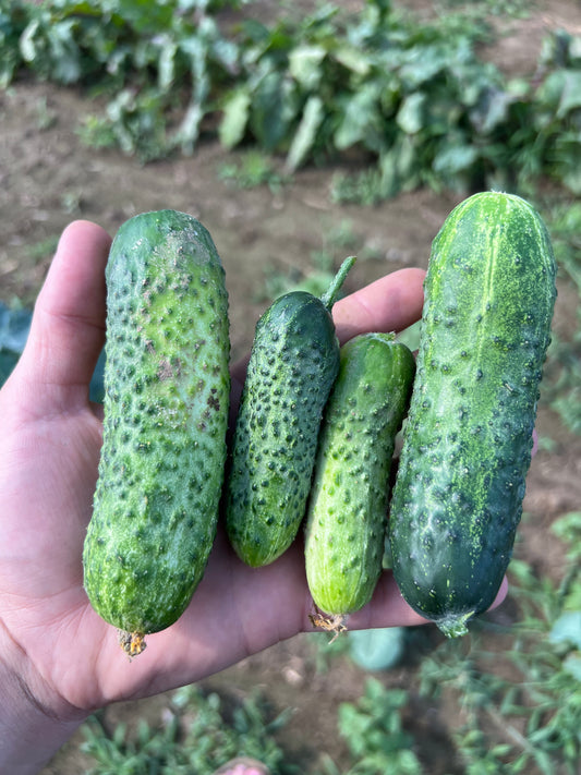 Gherkin Hybrid Cucumber ($1.00/pound)