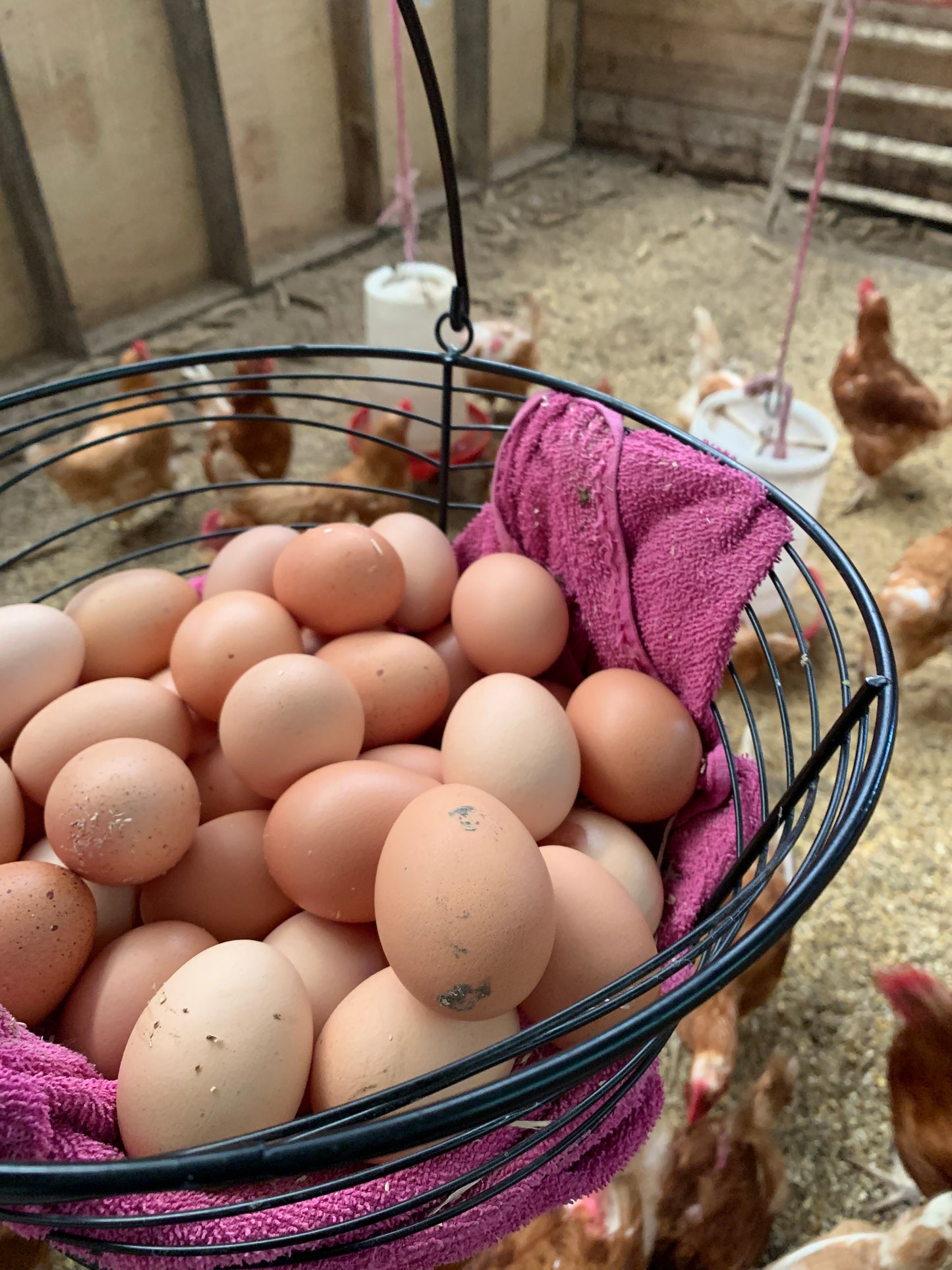 Farm Fresh Eggs - Unwashed/Ungraded/Unrefrigerated